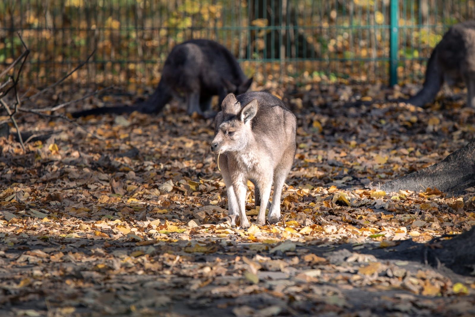 Foto eines Kängurus im Tierpark Berlin